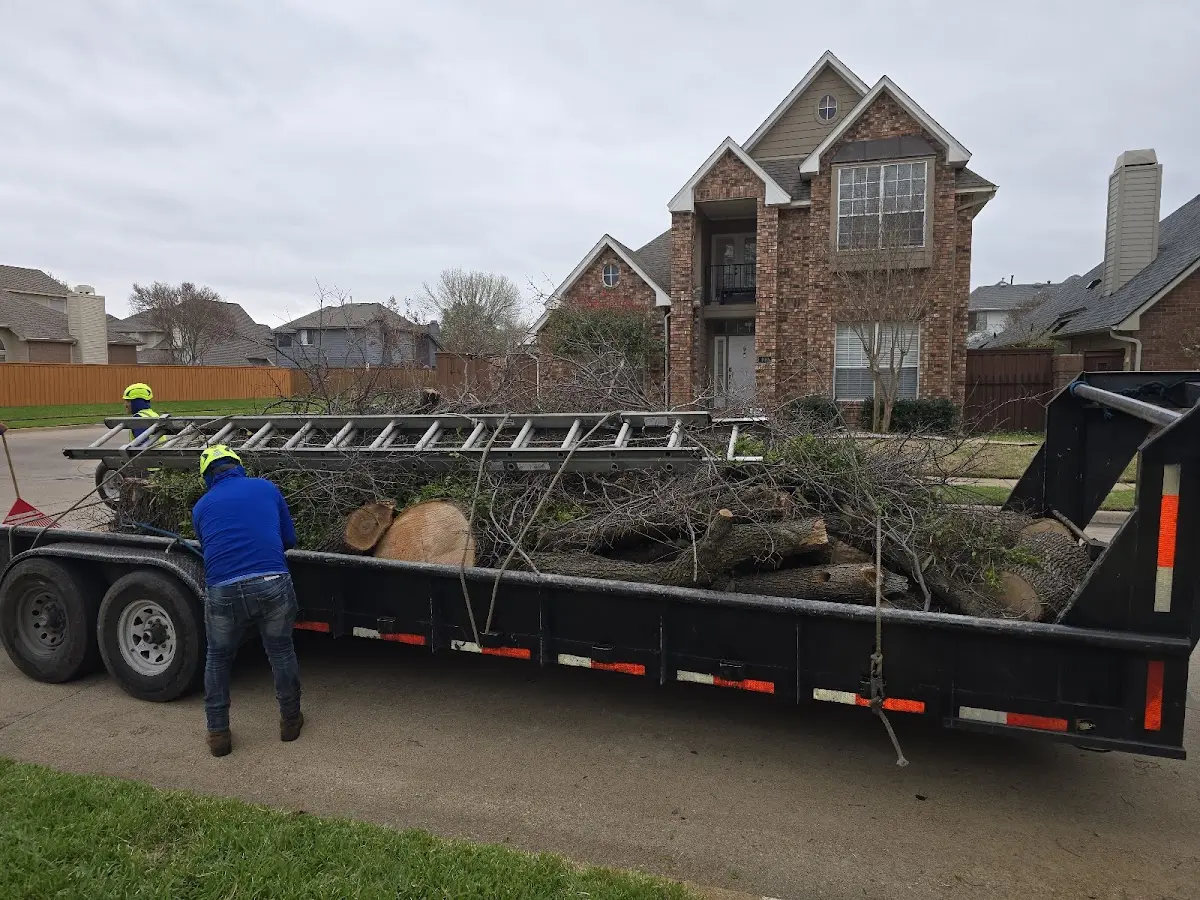 Expert Tree Fertilization with proper safety equipment in Collins